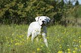 DOGUE ARGENTIN 052